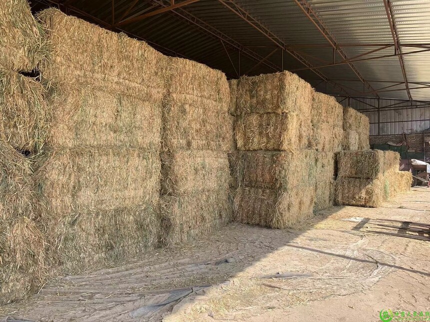 1729842351447599.jpg 1-2410111F226262.jpg