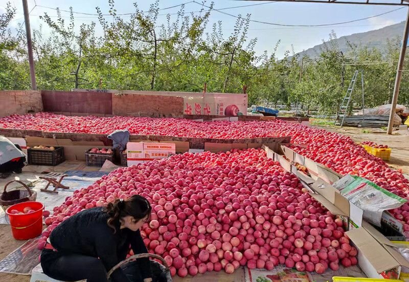 1730951825603708.jpg 1-240121110233322.jpg