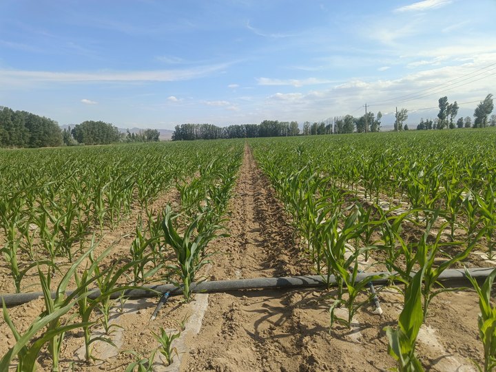 1732265952366855.jpg iwEcAqNqcGcDAQTRD6AF0Qu4BrBES_vgaSR56wcbtPeR3VYAB9Ikn1DOCAAJomltCgAL0gBdyqo.jpg_720x720q90.jpg