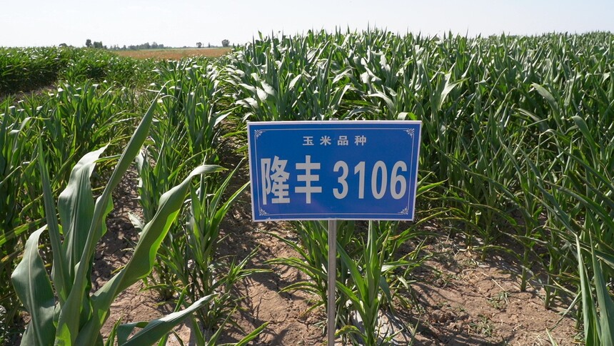 C2799T01.JPG