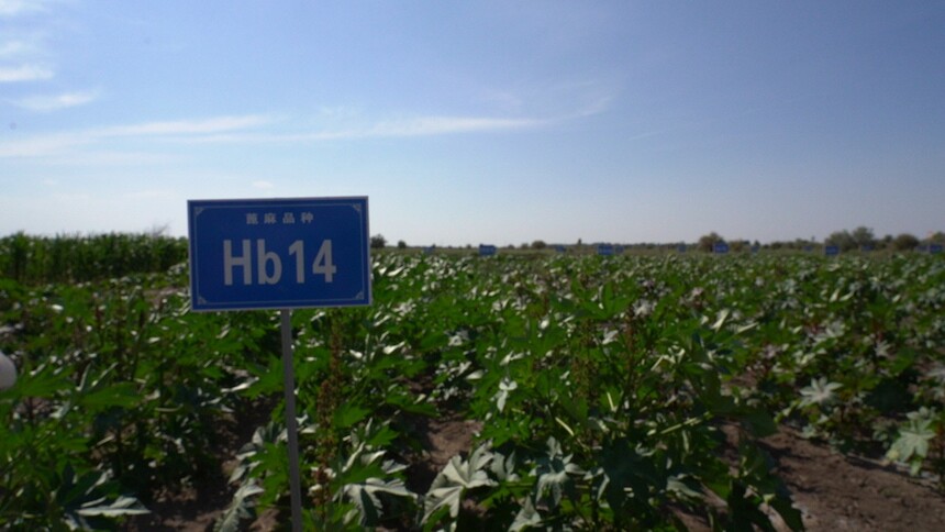 C2805T01.JPG
