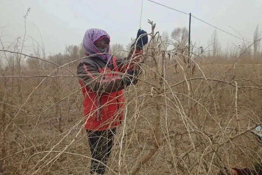 �����غӶ�����ץ������轹ܻ��ƽ�ʱ�ڣ���֯��ֲ��ȫ�濪չ����޼�����.jpeg