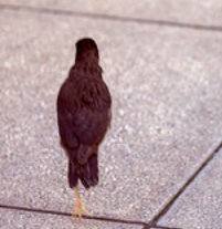 ΢Žͼ_20250515213242.png