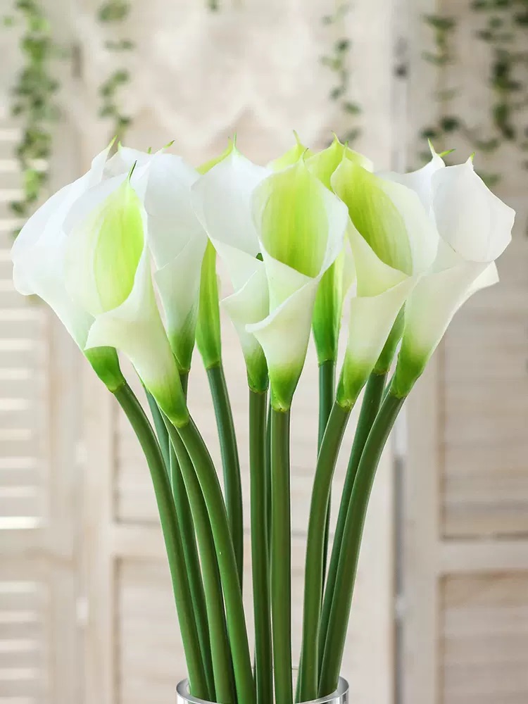 1675630708375420.jpeg 1675630708375420.jpeg