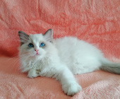 6個(gè)月大布偶貓