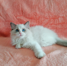 6個(gè)月大布偶貓