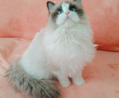 7個(gè)月大,布偶貓