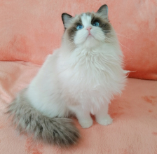 7個(gè)月大,布偶貓