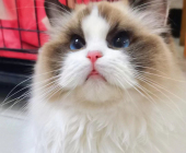 8個(gè)月大布偶貓妹妹