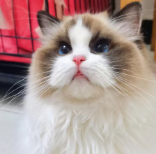 8個(gè)月大布偶貓妹妹