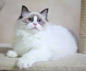 5月大布偶貓顏值高