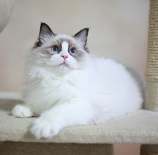 5月大布偶貓顏值高