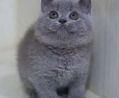 5個(gè)月大藍(lán)貓