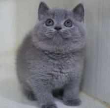 5個(gè)月大藍(lán)貓