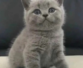 3個(gè)月小藍(lán)貓