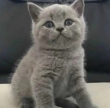 3個(gè)月小藍(lán)貓