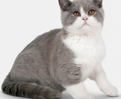 5個(gè)月大英國(guó)短毛貓