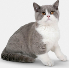 5個(gè)月大英國(guó)短毛貓