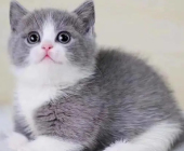 3個(gè)月的藍(lán)貓