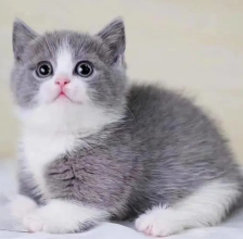 3個(gè)月的藍(lán)貓