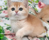 2個(gè)多月大金漸層