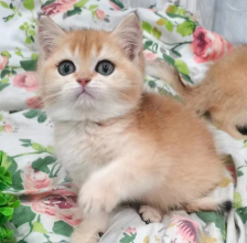 2個(gè)多月大金漸層