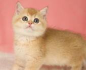 3個(gè)月大金漸層