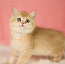 3個(gè)月大金漸層