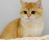 3個(gè)月大金漸層