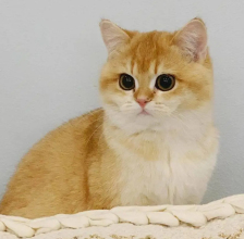 3個(gè)月大金漸層