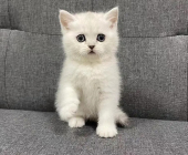 2個(gè)月大銀漸層