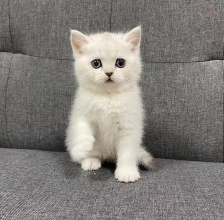 2個(gè)月大銀漸層