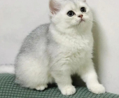 3個(gè)月大銀漸層