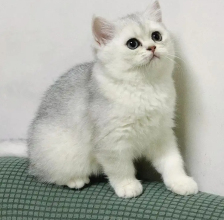 3個(gè)月大銀漸層