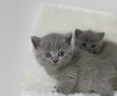 2個(gè)月大小藍(lán)貓找新家