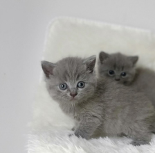 2個(gè)月大小藍(lán)貓找新家