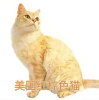 美國(guó)紅棕色貓品種介紹