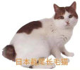 日本截尾長(zhǎng)毛貓品種介紹