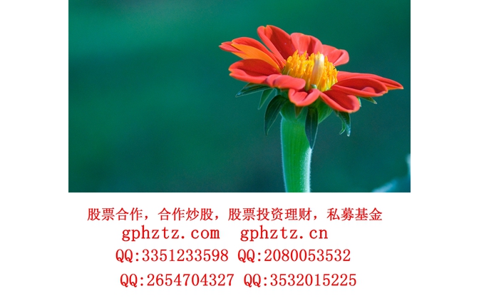 1746683964456394.jpg 01308_redgerbera_1920x1080.jpg