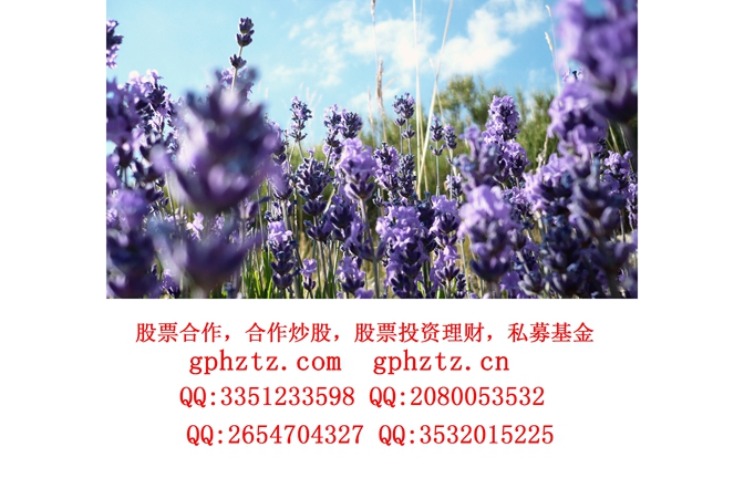 1746684459820870.jpg 01348_lavander_1920x1080.jpg
