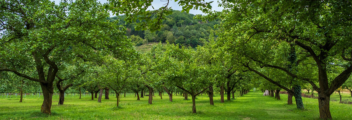 標(biāo)題名稱(chēng)