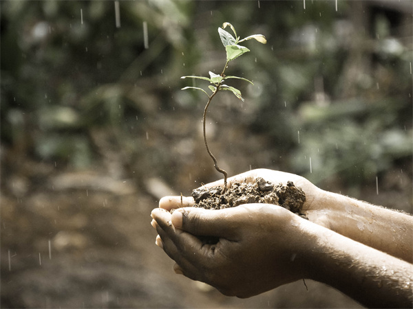 1681435436240571.jpg 土壤3.jpg