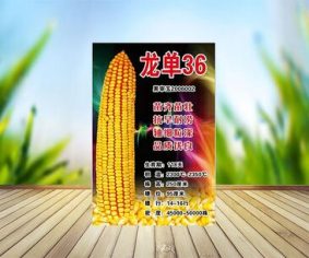 龍單36