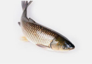草魚(yú)料