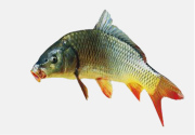 鯉魚(yú)料