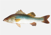 鱸魚(yú)料