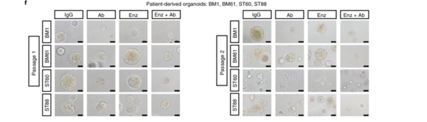 1761617267781510.png 1028-4.png