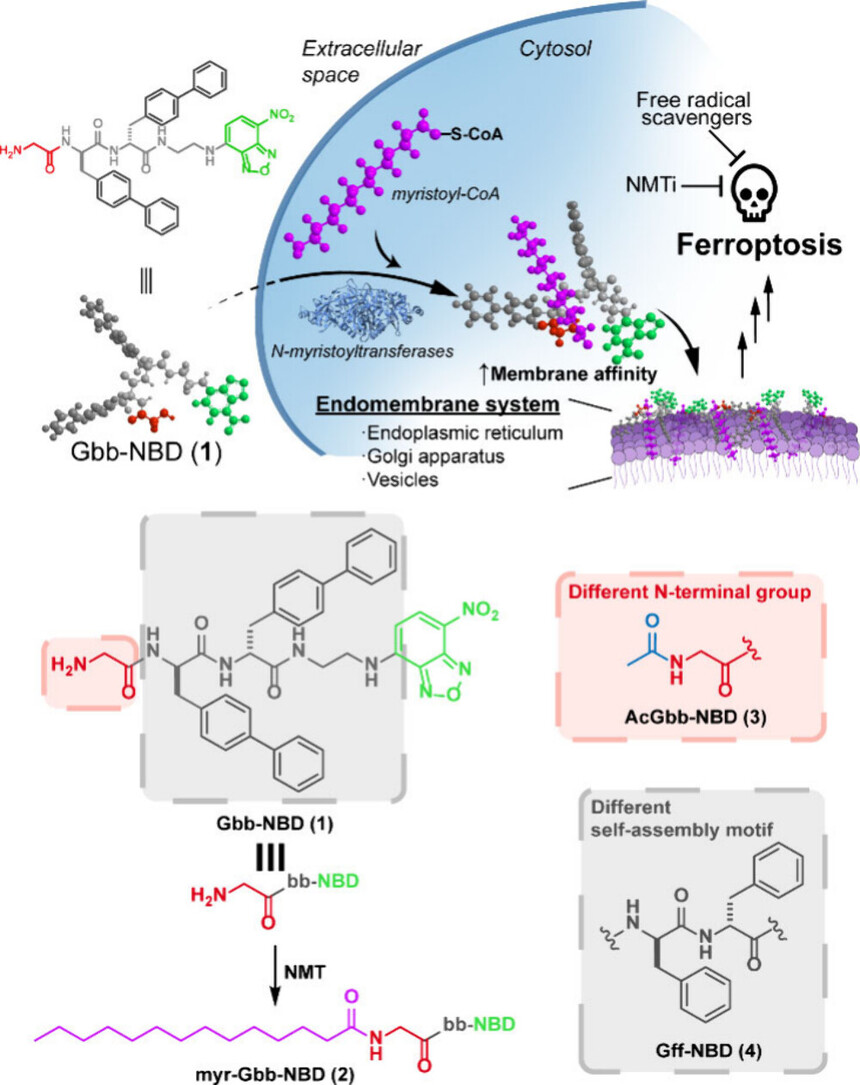 1762483772740253.jpg 1107-1.jpg