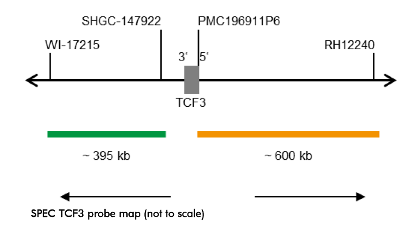 1783325087373997.png SPEC TCF3 probe map.png