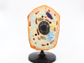 動(dòng)物細(xì)胞模型